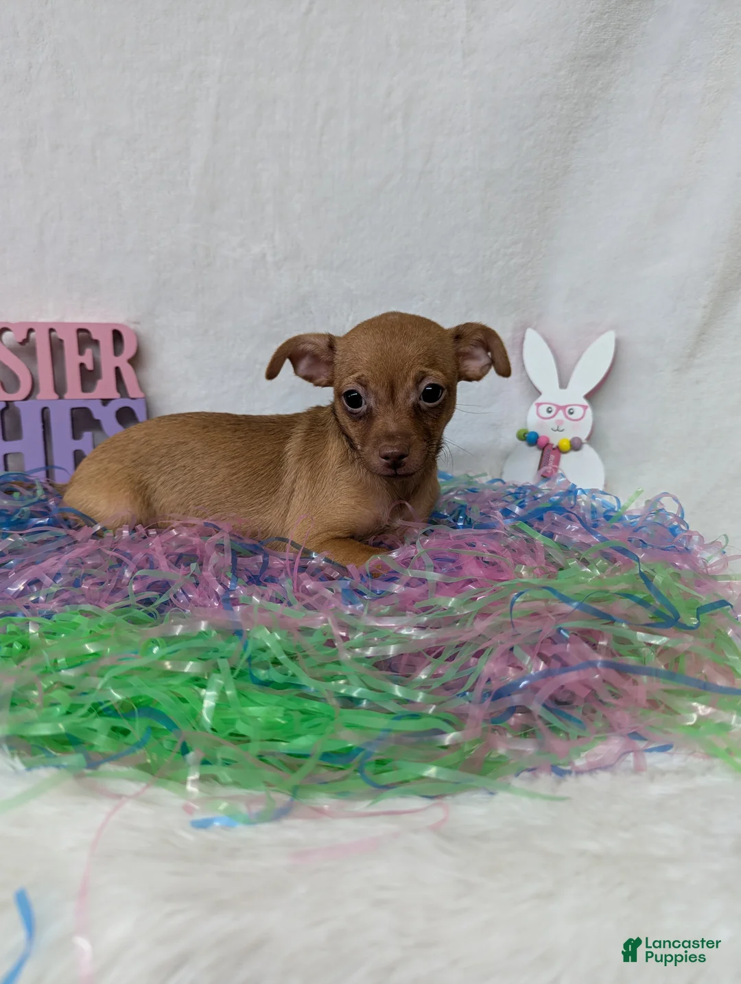 Chihuahua dogs for sale: Chihuahua Puppy 2 - Ad 1