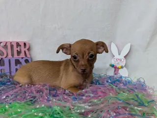 Chihuahua dogs Chihuahua Puppy 2 - Ad 40