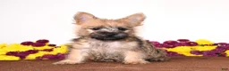 Cairn Terrier dogs for sale: Koda - Ad 2