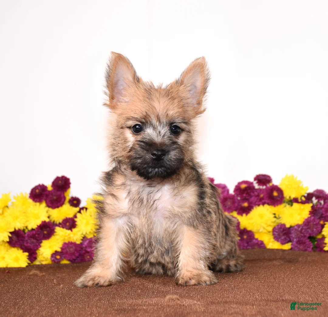 Cairn Terrier dogs for sale: Koda - Ad 2