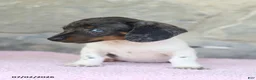Miniature Dachshund dogs for sale: Crystal - Ad 5