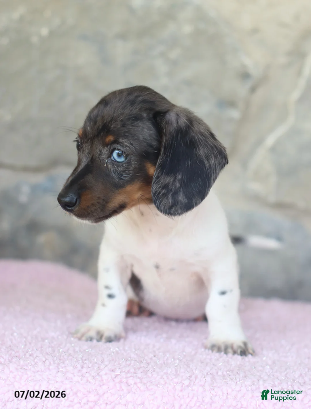 Miniature Dachshund dogs for sale: Crystal - Ad 5