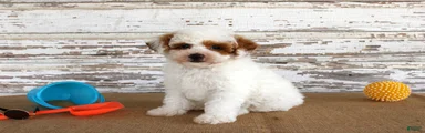 Nacho