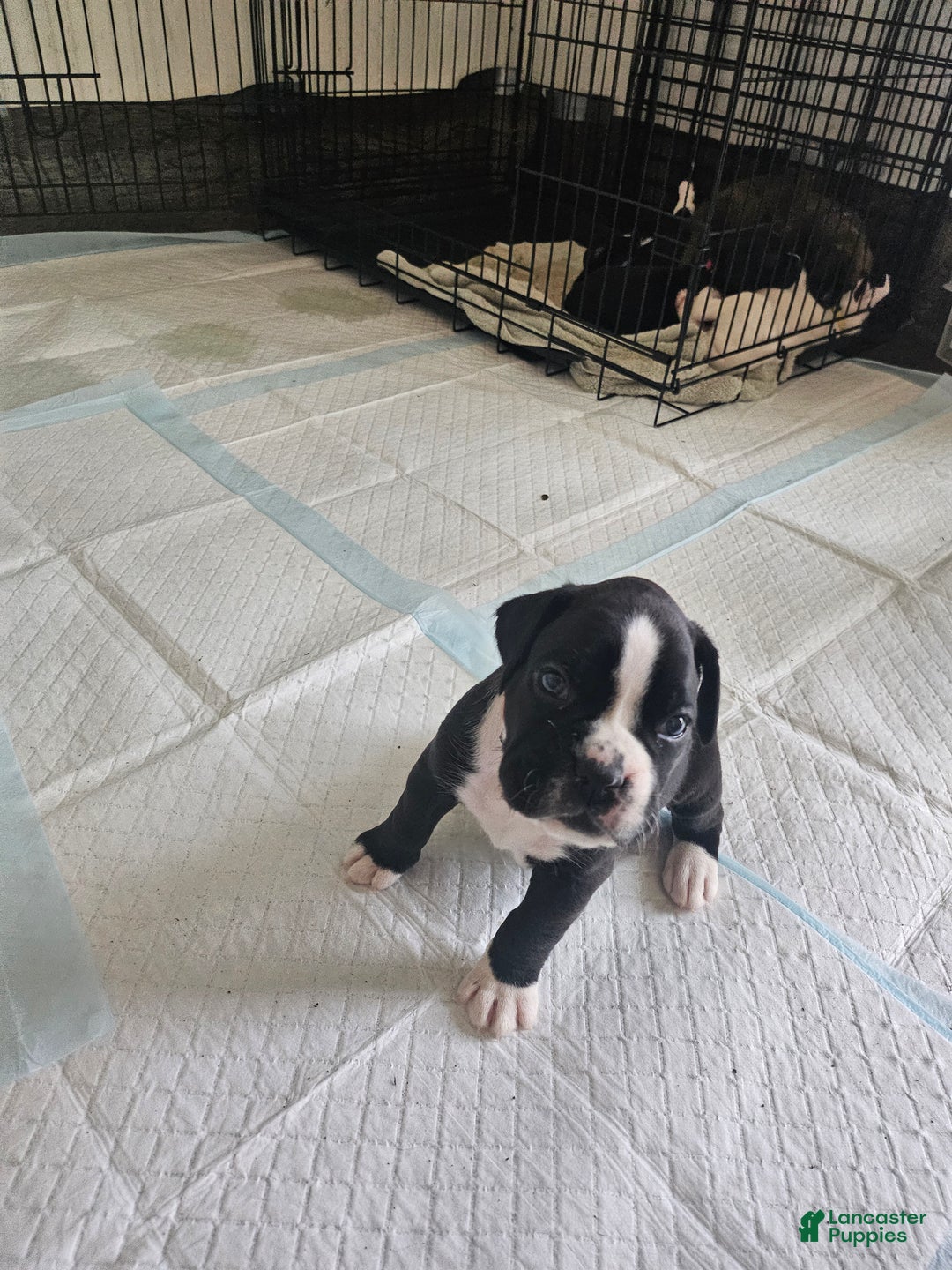 Boxer dogs for sale: Boxer Puppy 5 - Ad 4