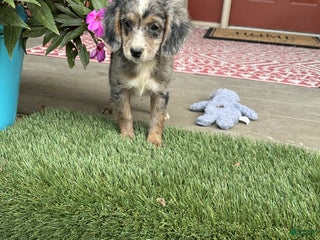 Miniature Labradoodle dogs - Ad 2