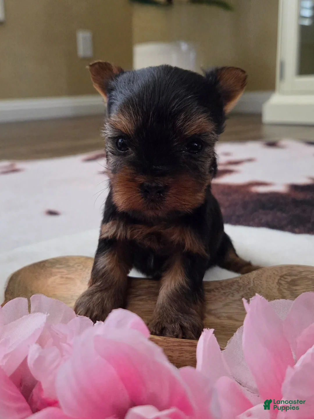 Yorkshire Terrier dogs for sale: Yorkshire Terrier Puppy 1 - Ad 2