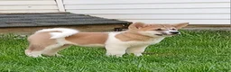 Akita dogs for sale:  Ginko - Ad 1