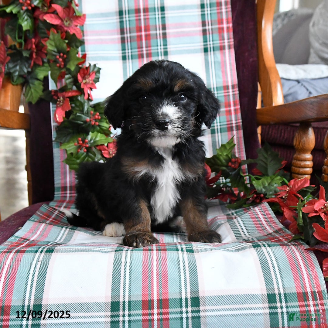 Bernedoodle dogs for sale: Cade  - Ad 1