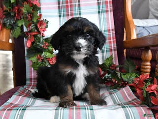 Bernedoodle dogs Cade - Ad 18