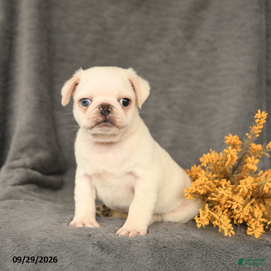 Pug dogs Kipper - Ad 2