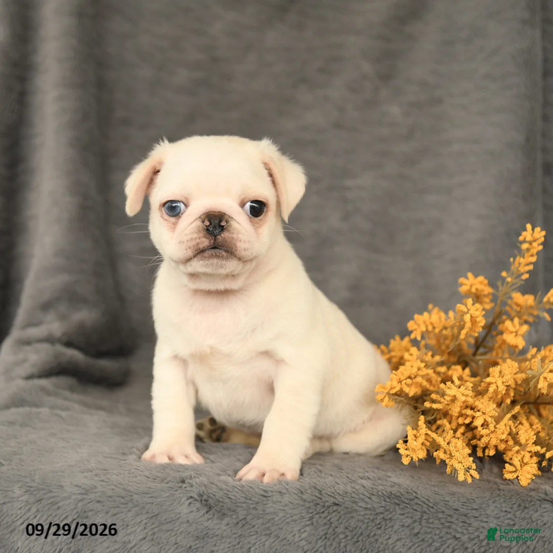 Pug dogs for sale: Kipper - Ad 2