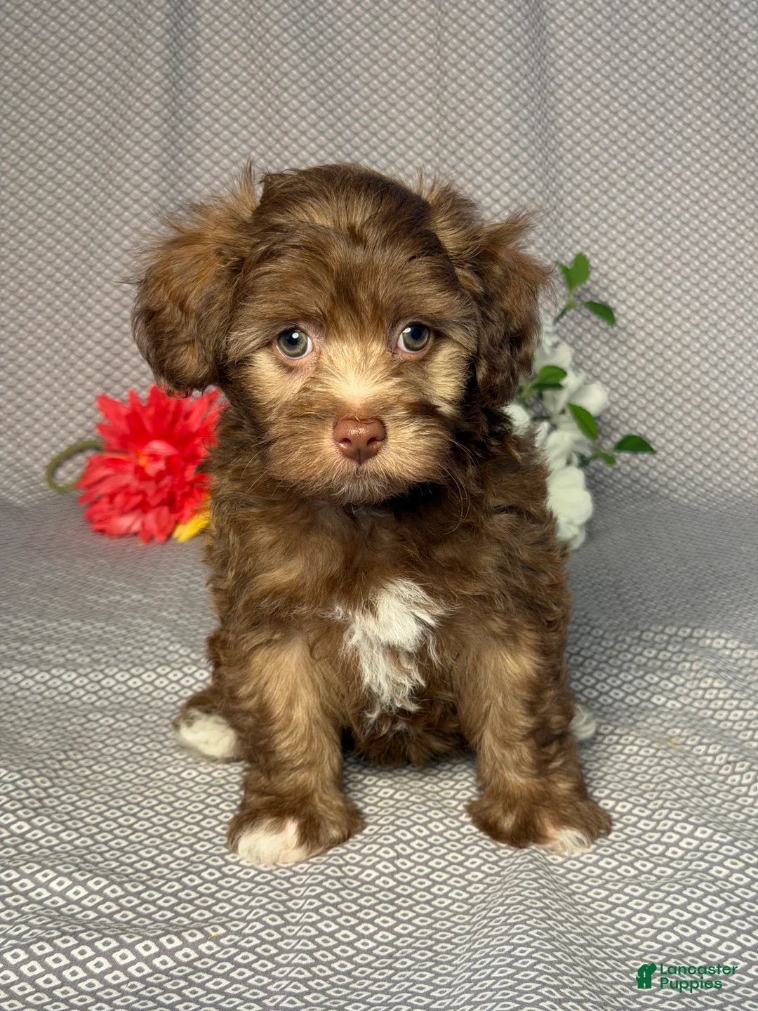Havapoo dogs for sale: Cody - Ad 1