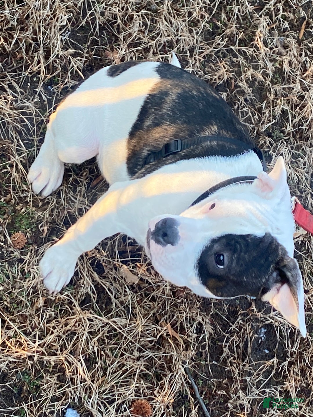 Mixed Breed dogs for sale: Scrappy  - Ad 2