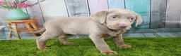 Labrador Retriever dogs for sale: Labrador Retriever Puppy 1 - Ad 5