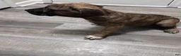 Presa Canario dogs for sale: Presa Canario 10 - Ad 3
