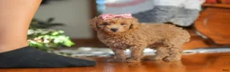 Miniature Poodle dogs for sale: Chloe - Ad 3