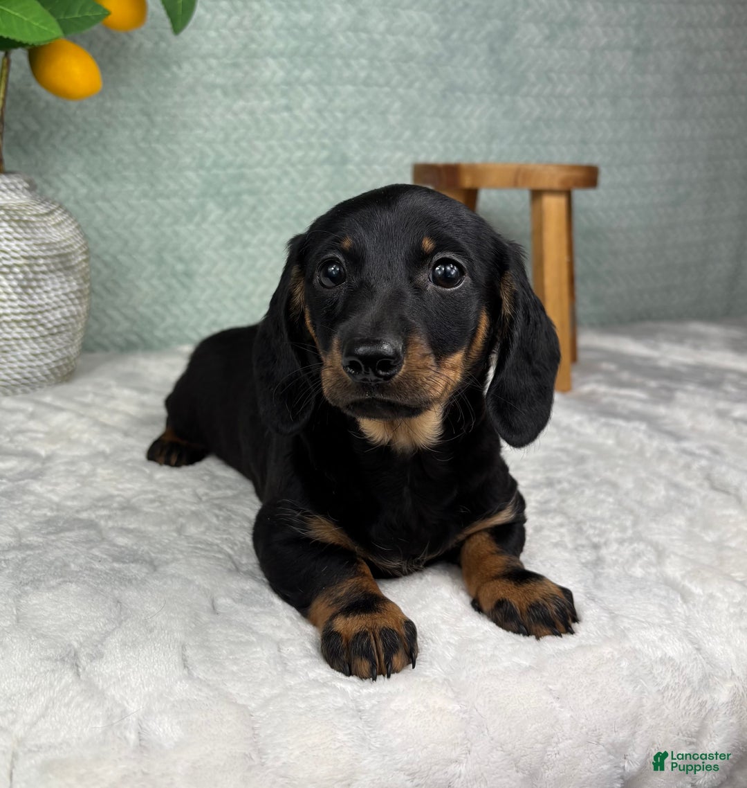 Miniature Dachshund dogs for sale: Dolly - Ad 5
