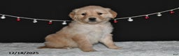 Golden Retriever dogs for sale: Allison - Ad 4