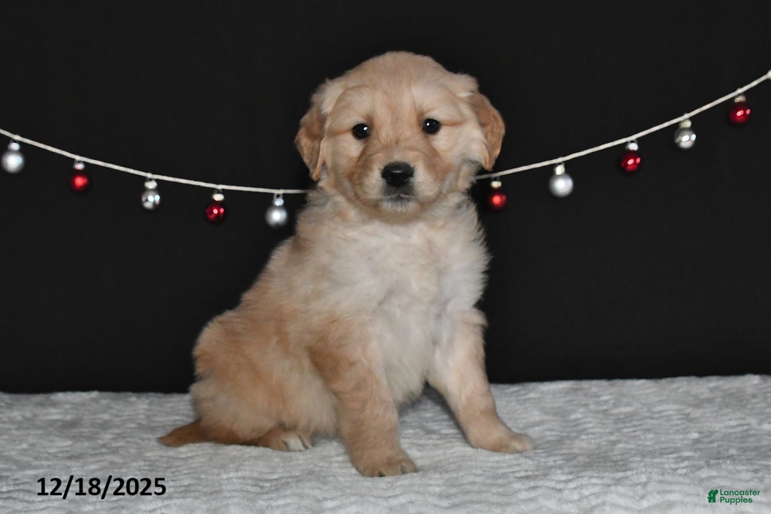 Golden Retriever dogs for sale: Allison - Ad 4