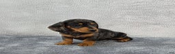 Miniature Dachshund dogs for sale: Oscar  - Ad 3