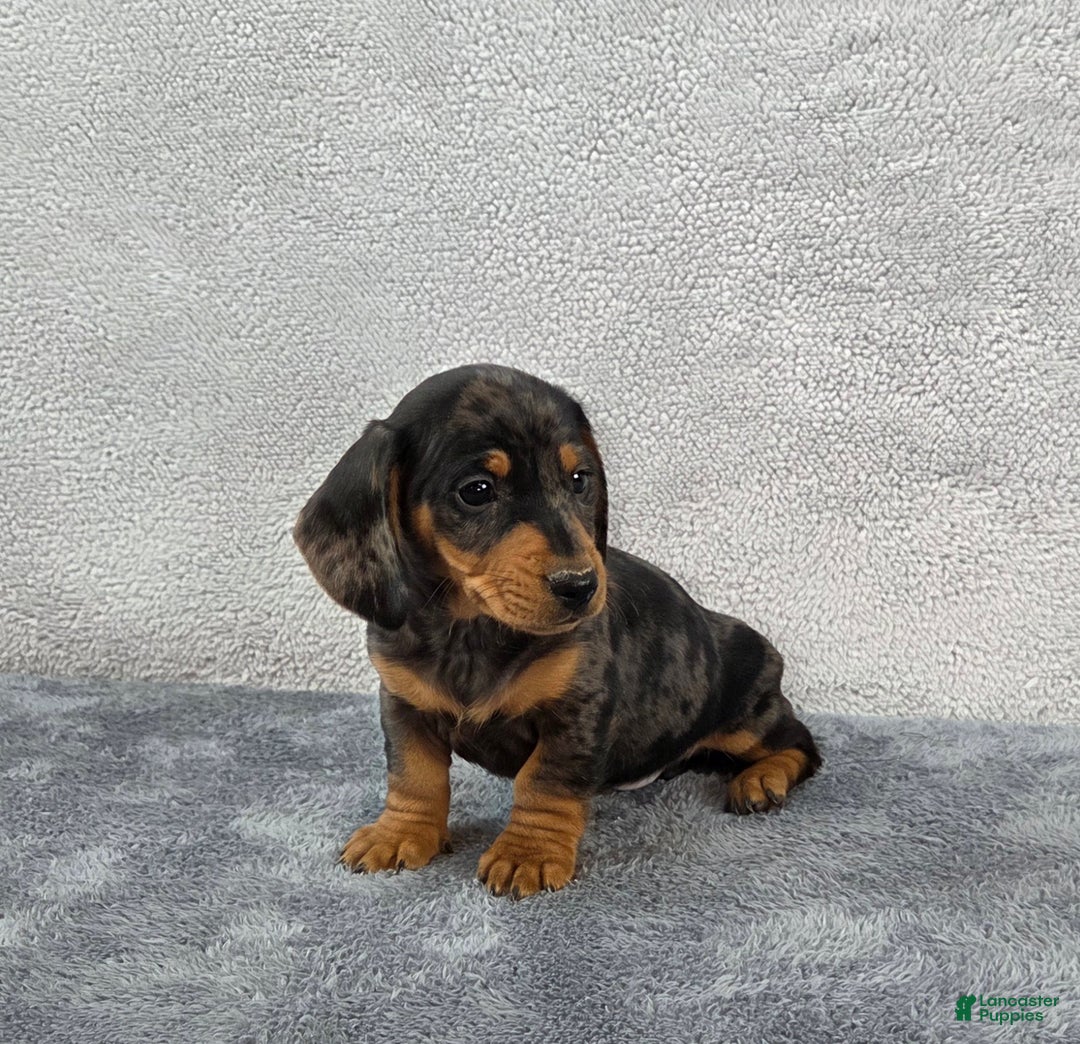 Miniature Dachshund dogs for sale: Oscar  - Ad 3