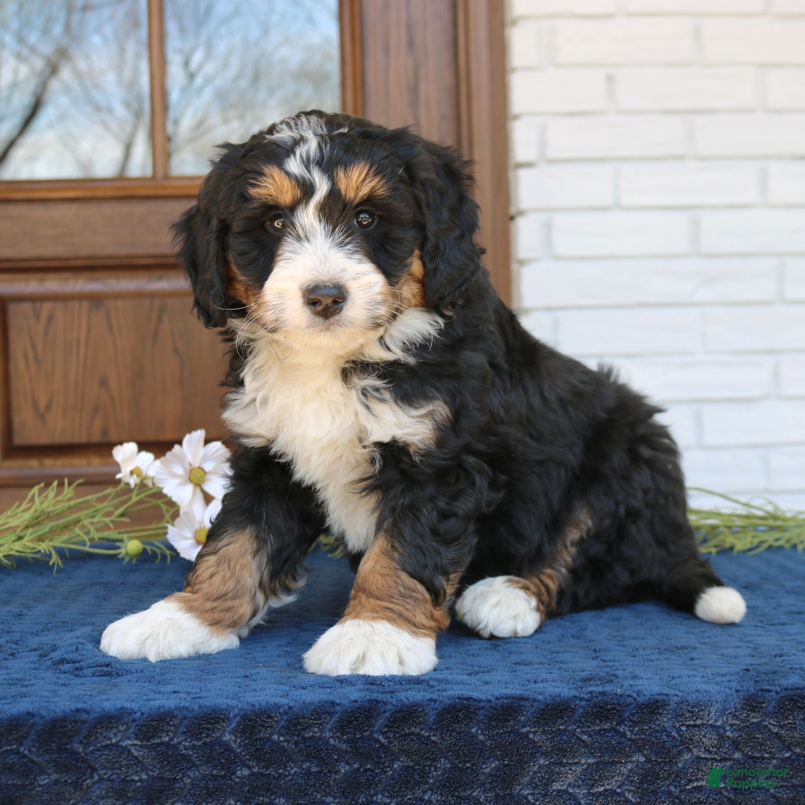 Mini Bernedoodle dogs Jasper  - Ad 2