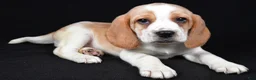 Beagle dogs for sale: Brandon - Ad 4