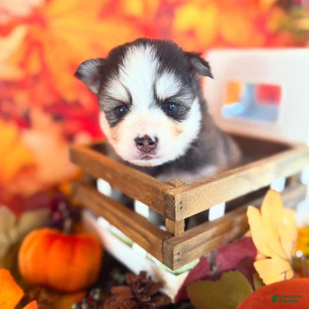 Pomsky dogs for sale: Cleo - Ad 8