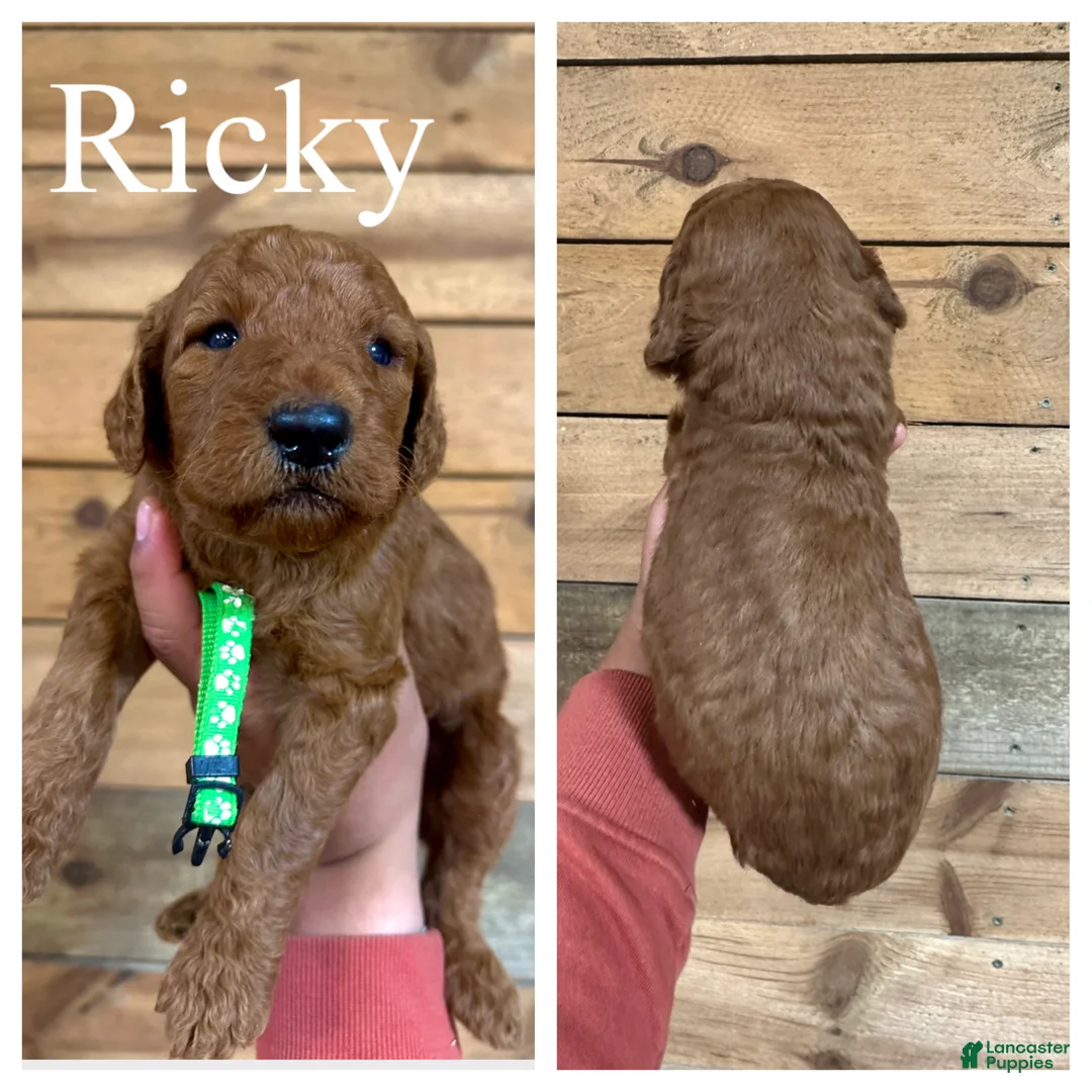 Goldendoodle dogs for sale: Ricky - Ad 1