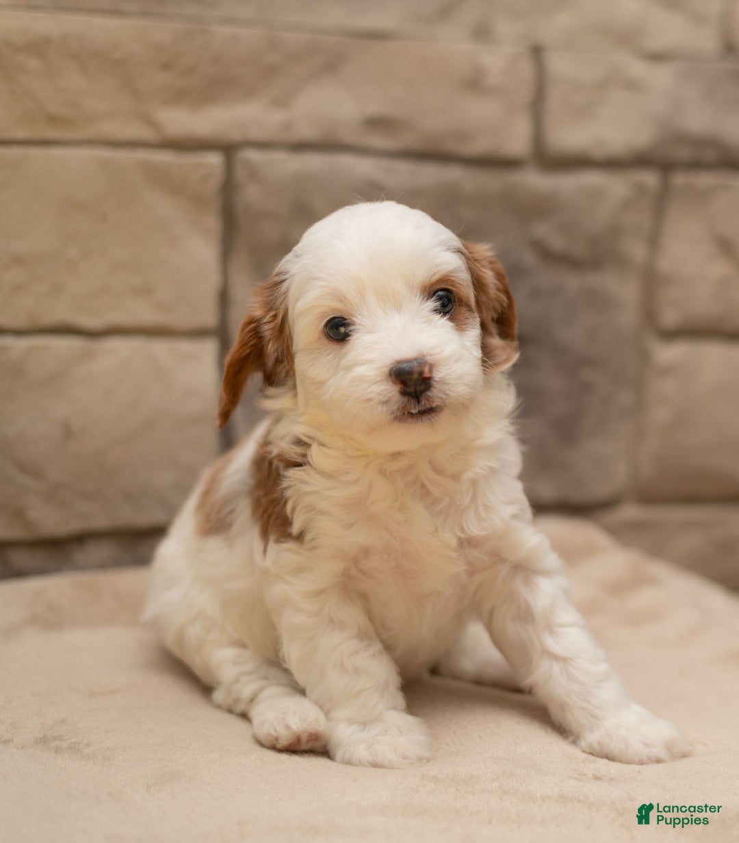 Cavapoo dogs for sale: Caramel - Ad 6