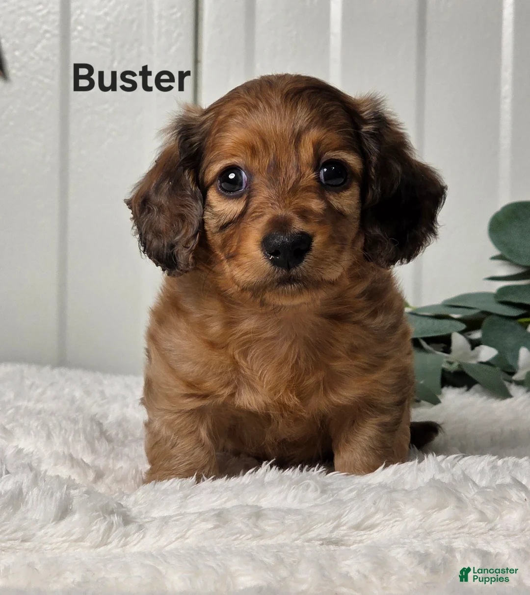 Miniature Dachshund dogs for sale: Buster - Ad 1