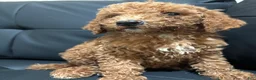 Standard Poodle dogs for sale: Daisy - Ad 3