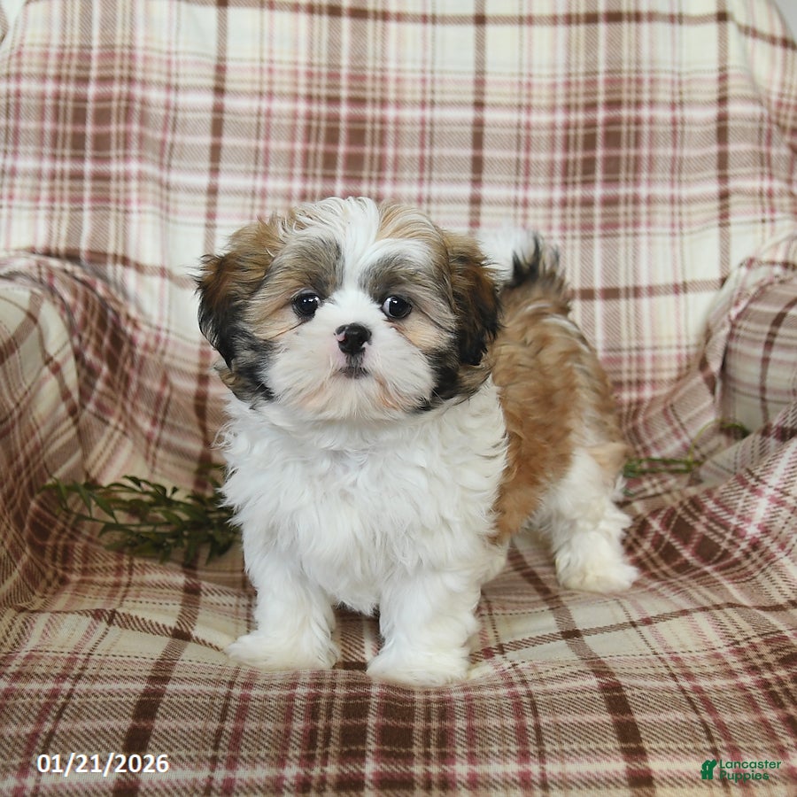 Shih Tzu dogs Lincoln - Ad 12