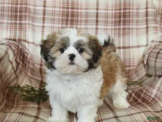 Shih Tzu dogs Lincoln - Ad 14
