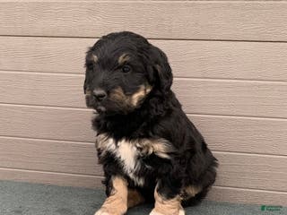 Aussiedoodle dogs Trixy - Ad 13