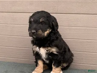 Aussiedoodle dogs Trixy - Ad 18