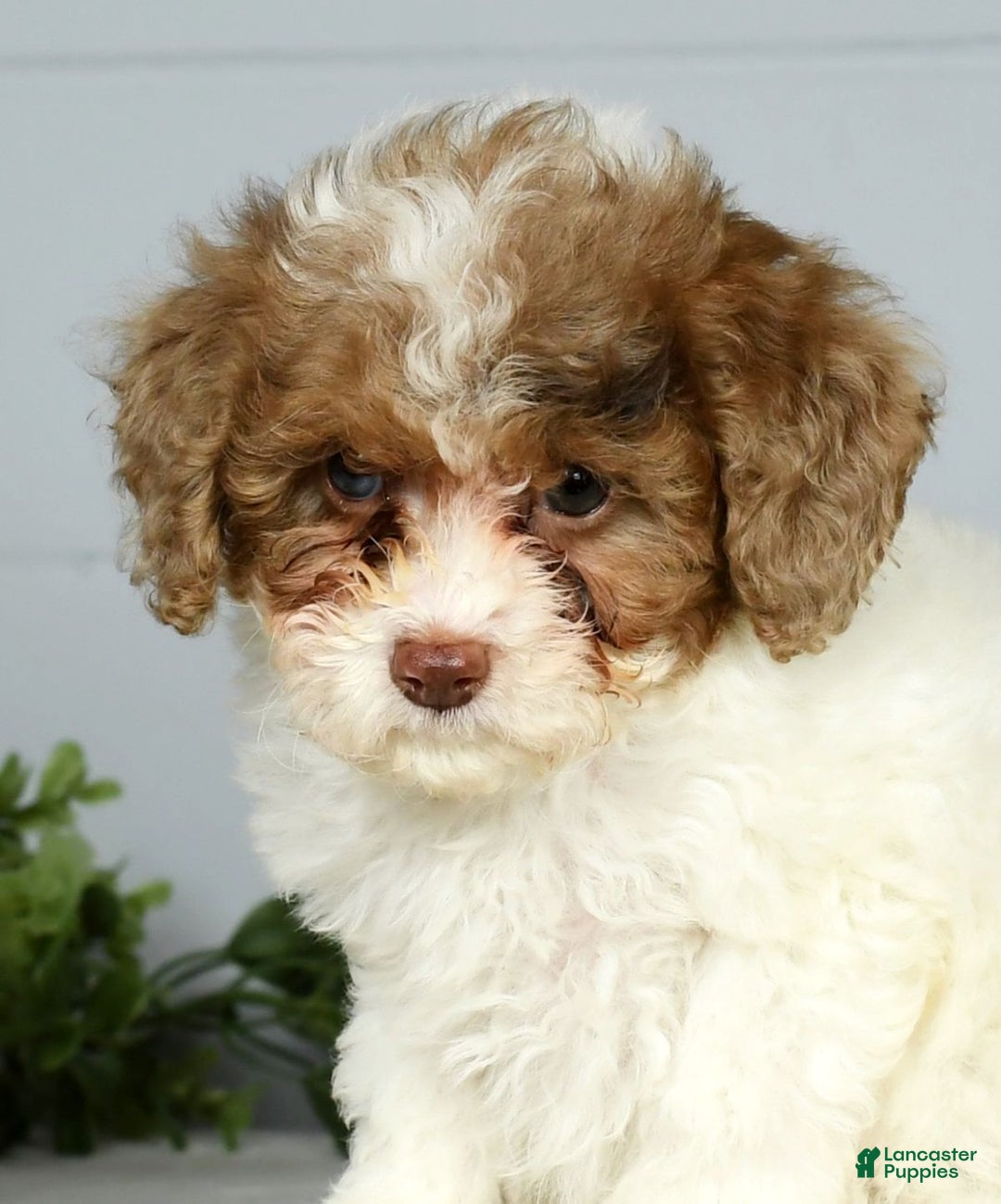 Miniature Poodle dogs for sale: Joy - Ad 9