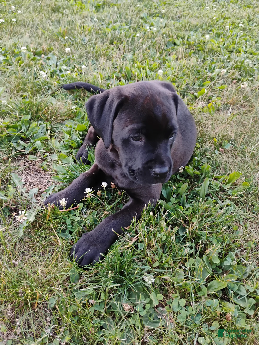 Boxador dogs for sale: Cheddar - Ad 1