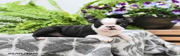 Boston Terrier dogs for sale: Winston - Ad 3