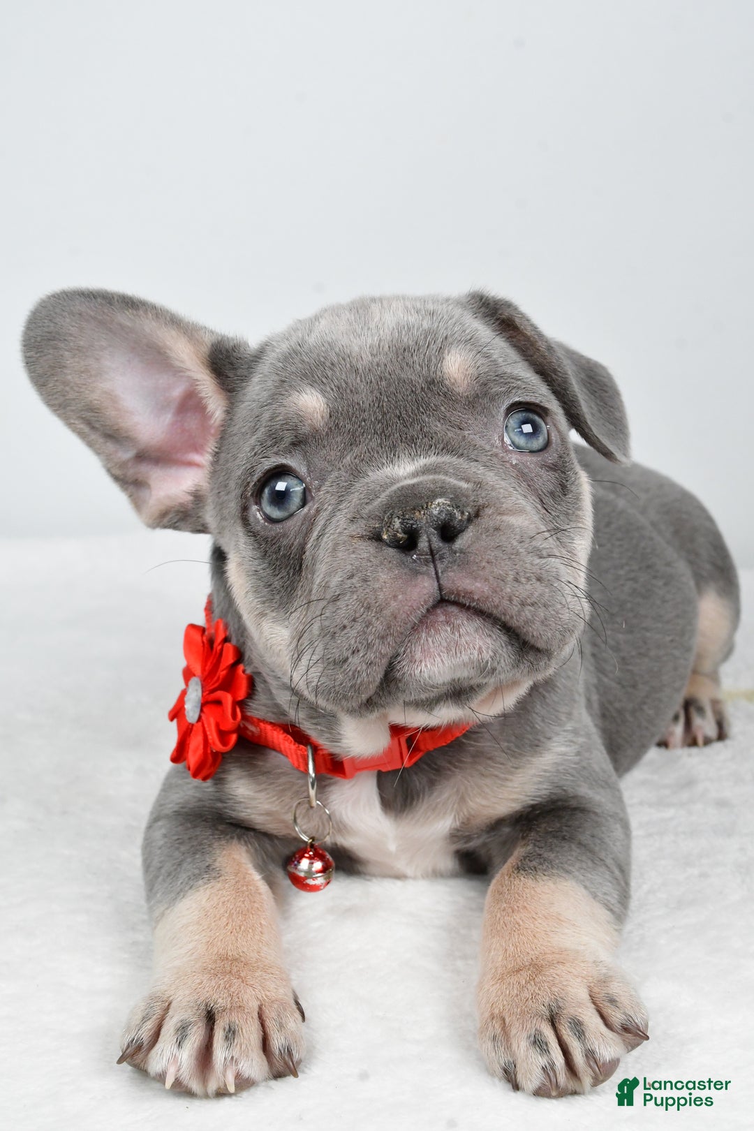 French Bulldog dogs for sale: Kate - Ad 4