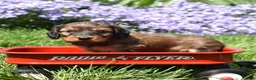 Miniature Dachshund dogs for sale: Rusty - Ad 6