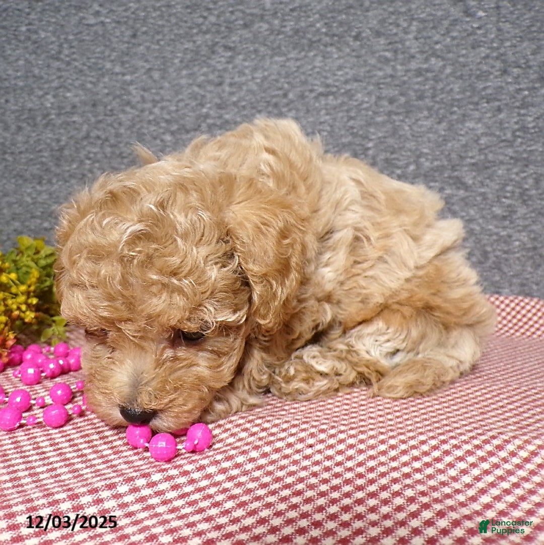 Bichpoo dogs for sale: Trista - Ad 4