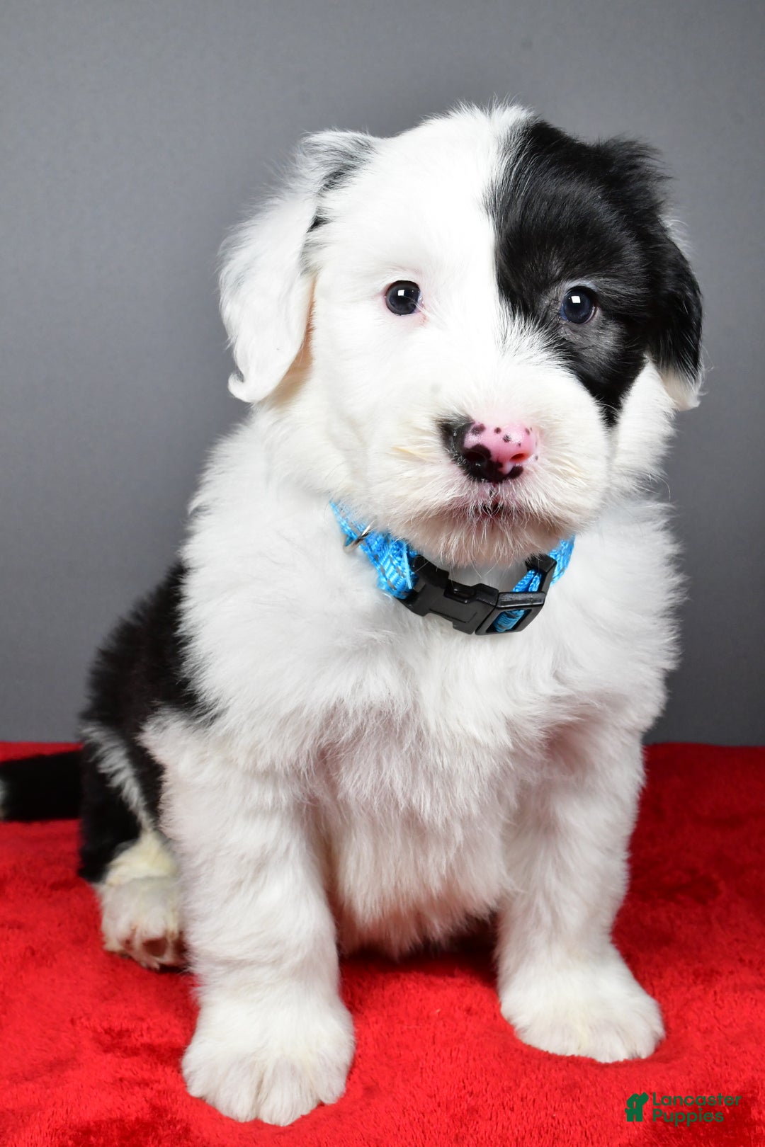 Old English Sheepdog dogs for sale: Lincoln  - Ad 4