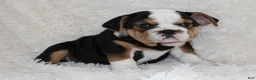 English Bulldog dogs for sale: Mabel - Ad 9