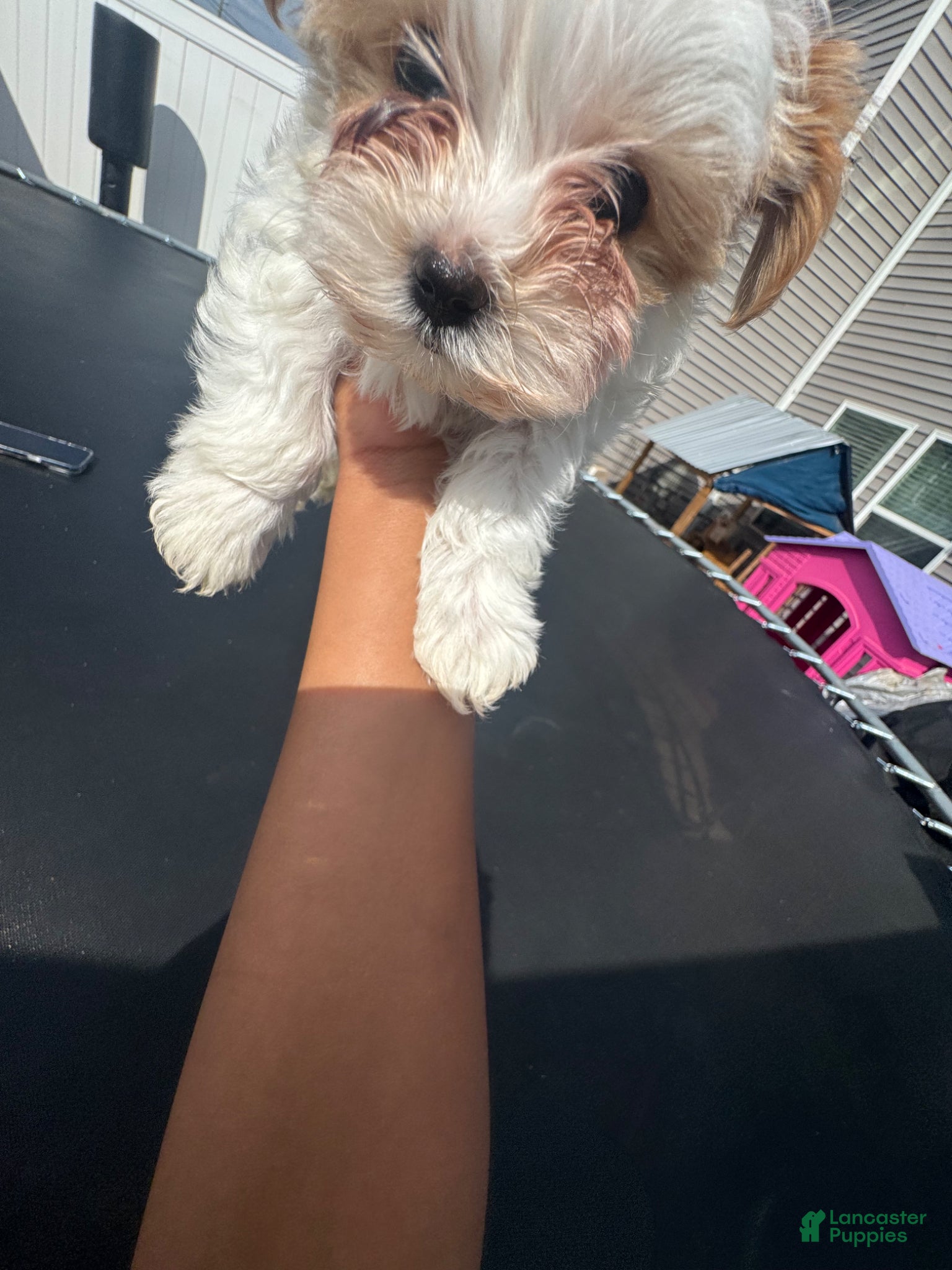 Yorkshire Terrier dogs Snow white - Ad 2