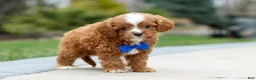 Cavapoo dogs for sale: Archie - Ad 2