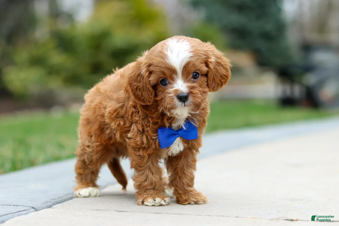 Cavapoo dogs for sale: Archie - Ad 2