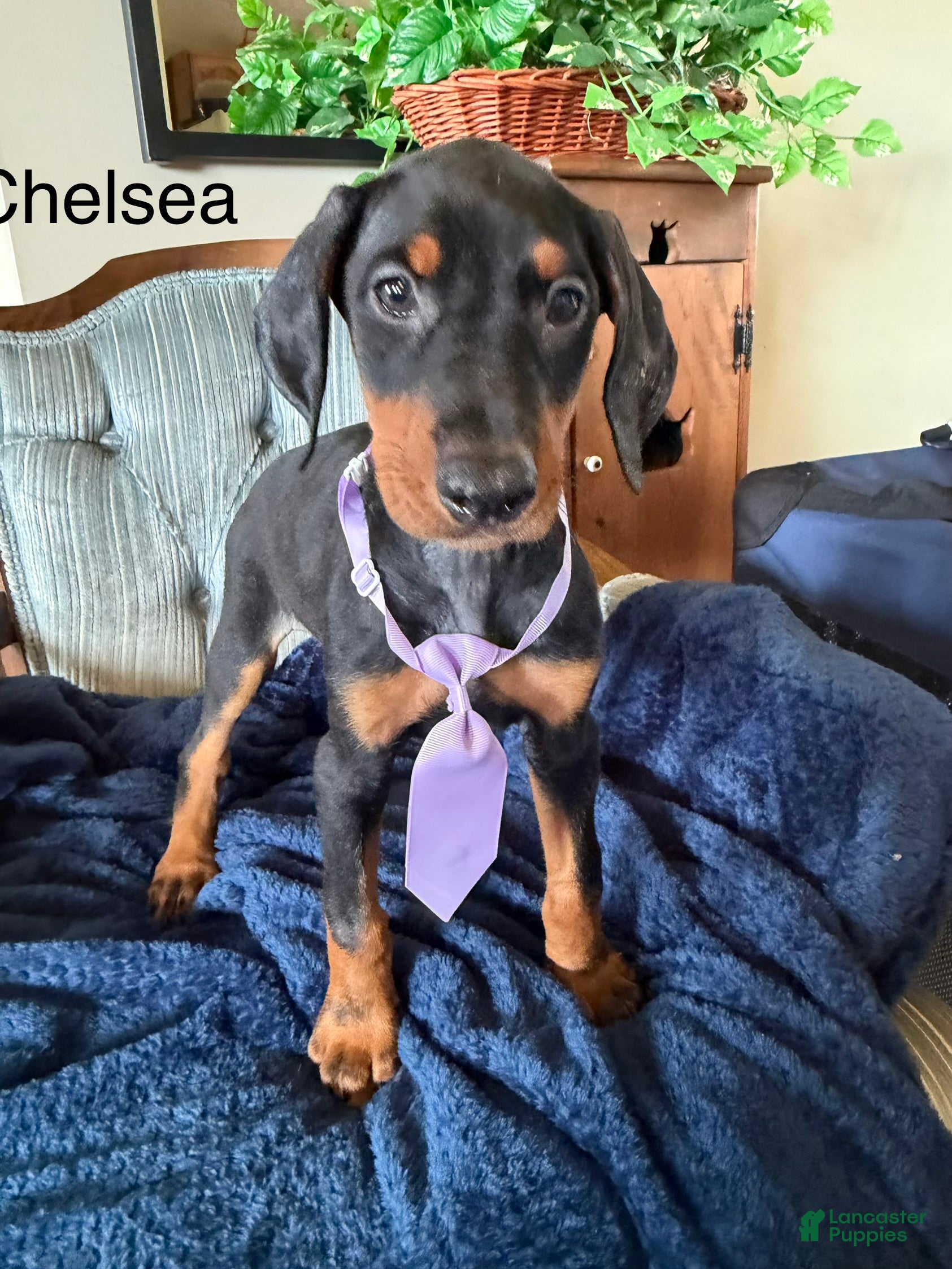 Doberman Pinscher dogs Doberman Pinscher 6 - Ad 1