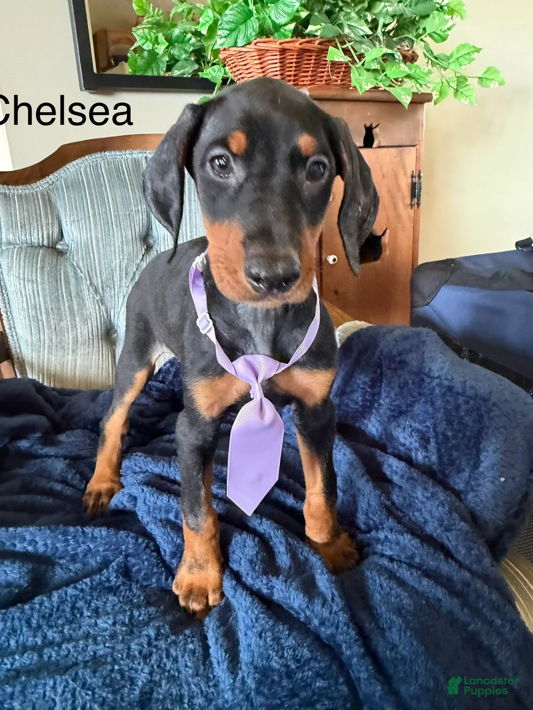 Doberman Pinscher dogs for sale: Doberman Pinscher 6 - Ad 1