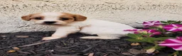 Cavachon dogs for sale: Blizzard - Ad 6